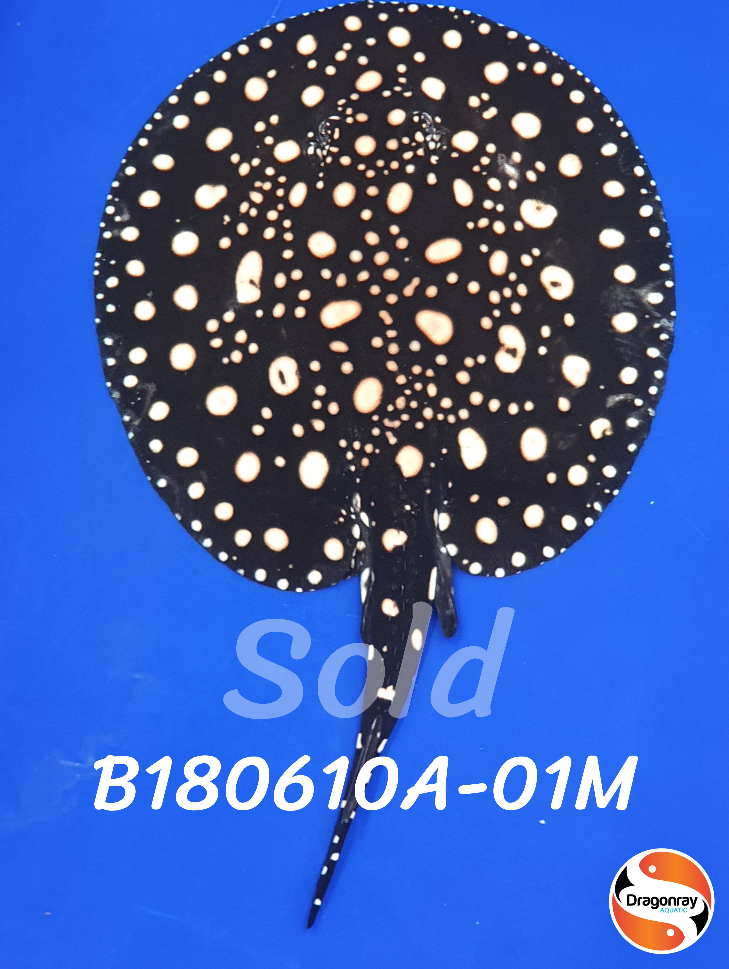 B180610A-01M